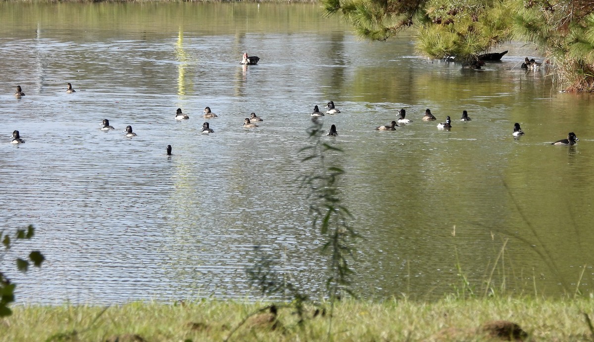 Ring-necked Duck - ML646805519