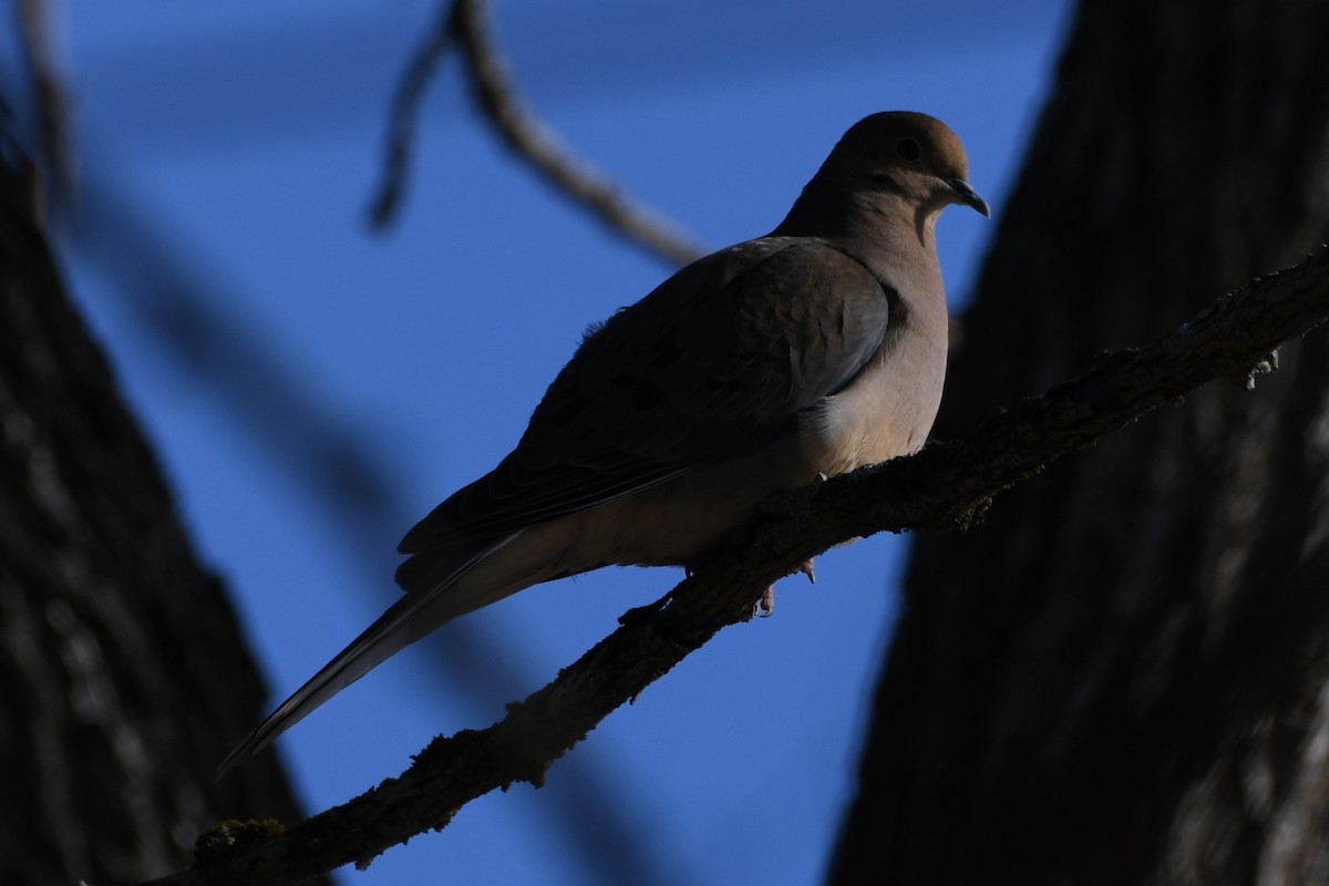 Carolinataube - ML646805520