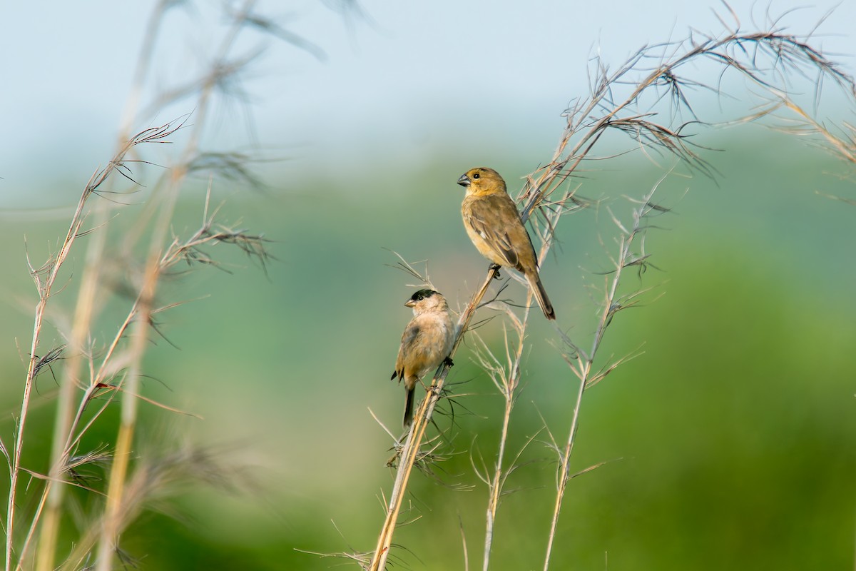 Зерноїд савановий - ML646805521