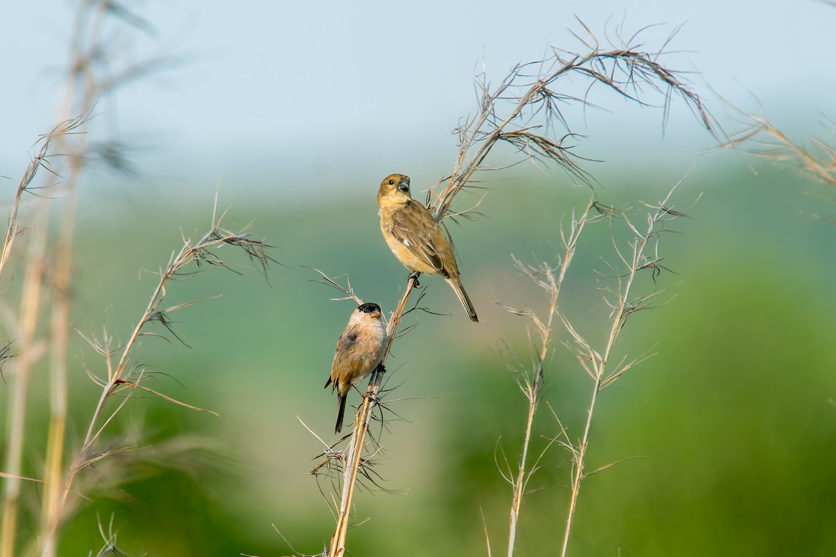 Зерноїд савановий - ML646805522