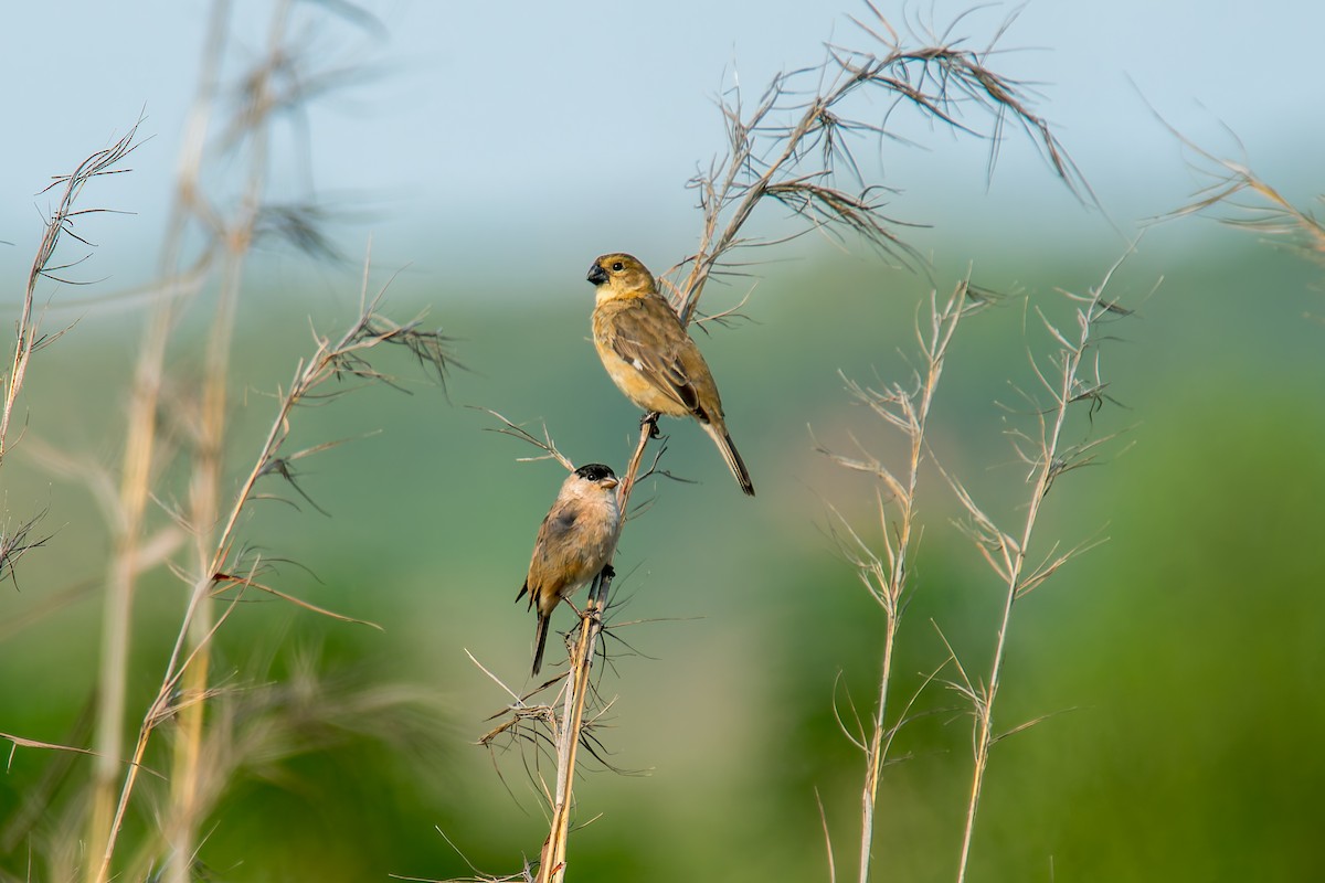 Зерноїд савановий - ML646805523