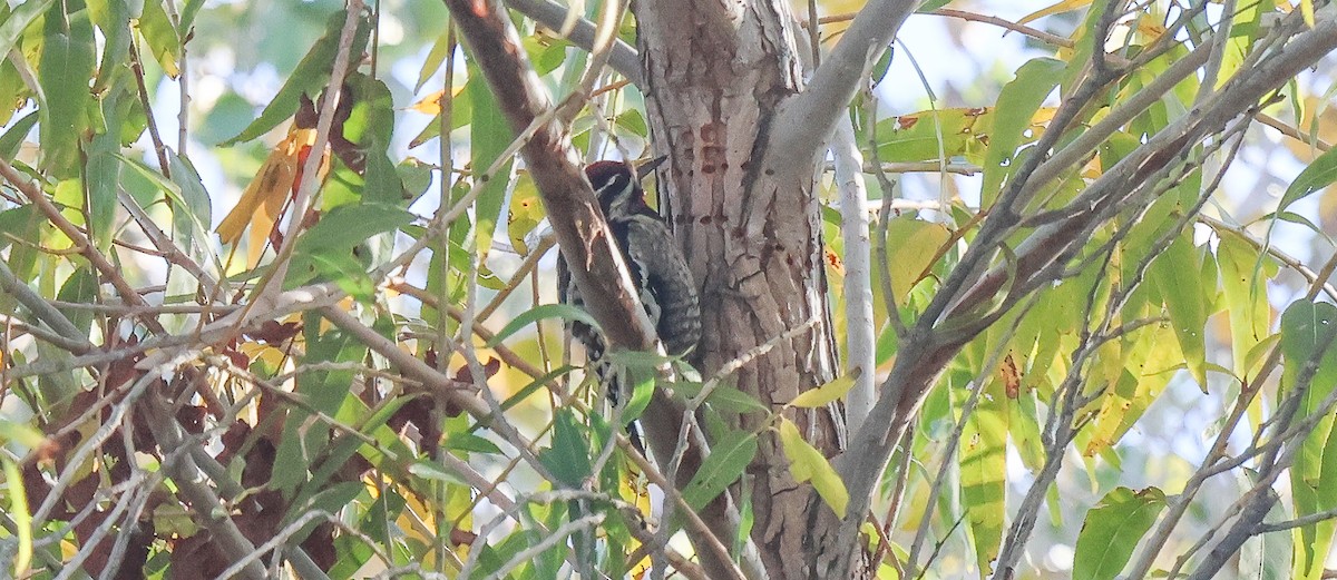 Красногорлый дятел-сокоед - ML646805524