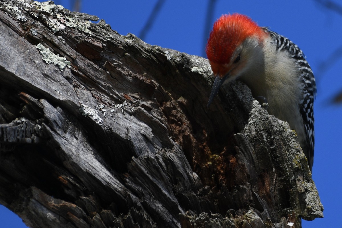 Red-bellied Woodpecker - ML646805526