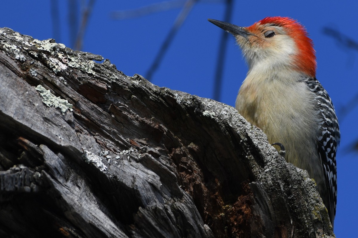 Red-bellied Woodpecker - ML646805527