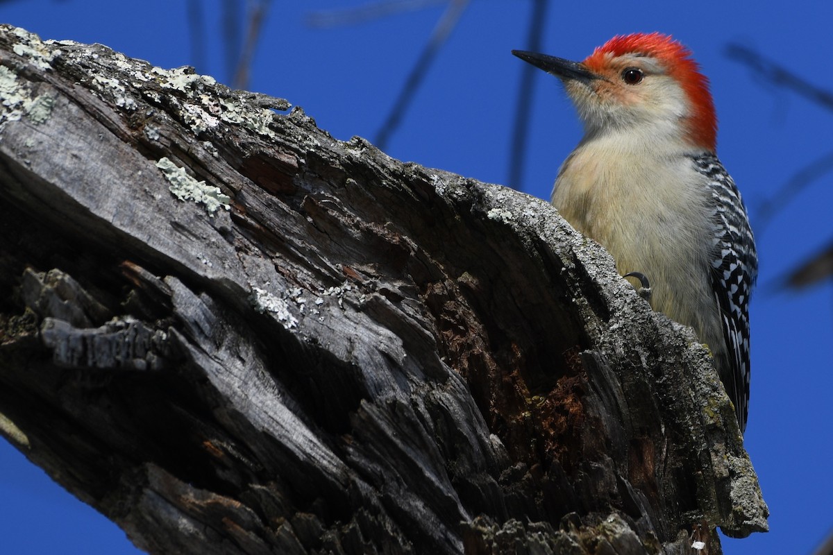 Red-bellied Woodpecker - ML646805528