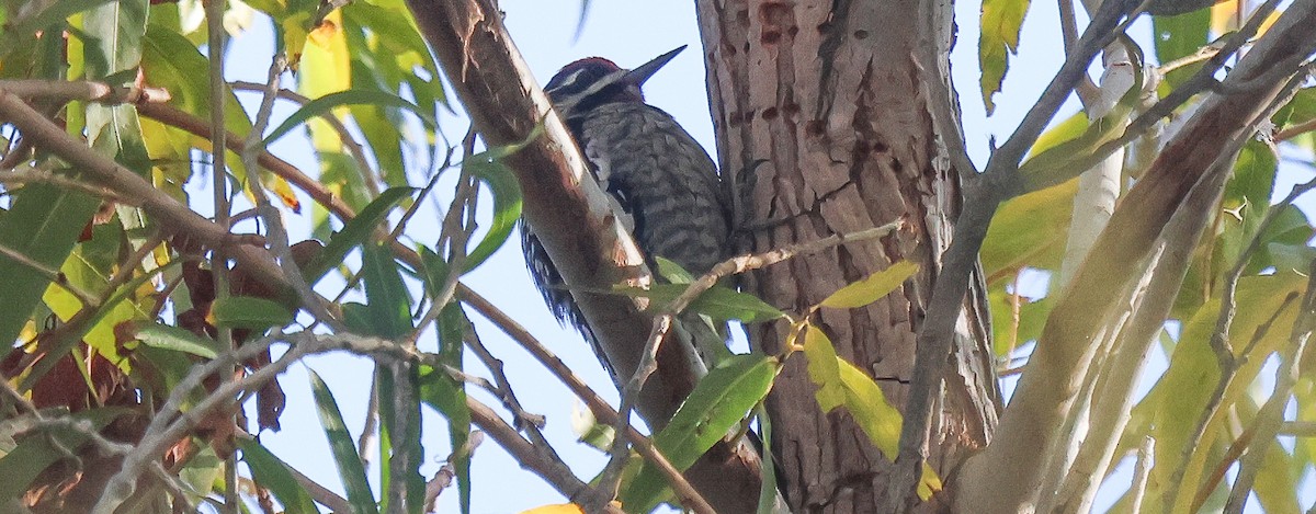 Красногорлый дятел-сокоед - ML646805531