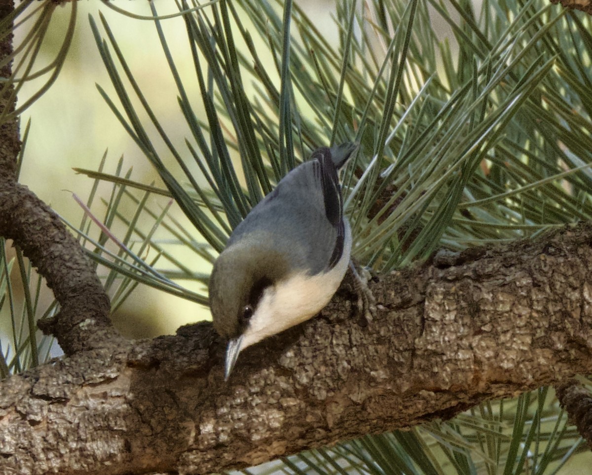 ヒメゴジュウカラ - ML646805536