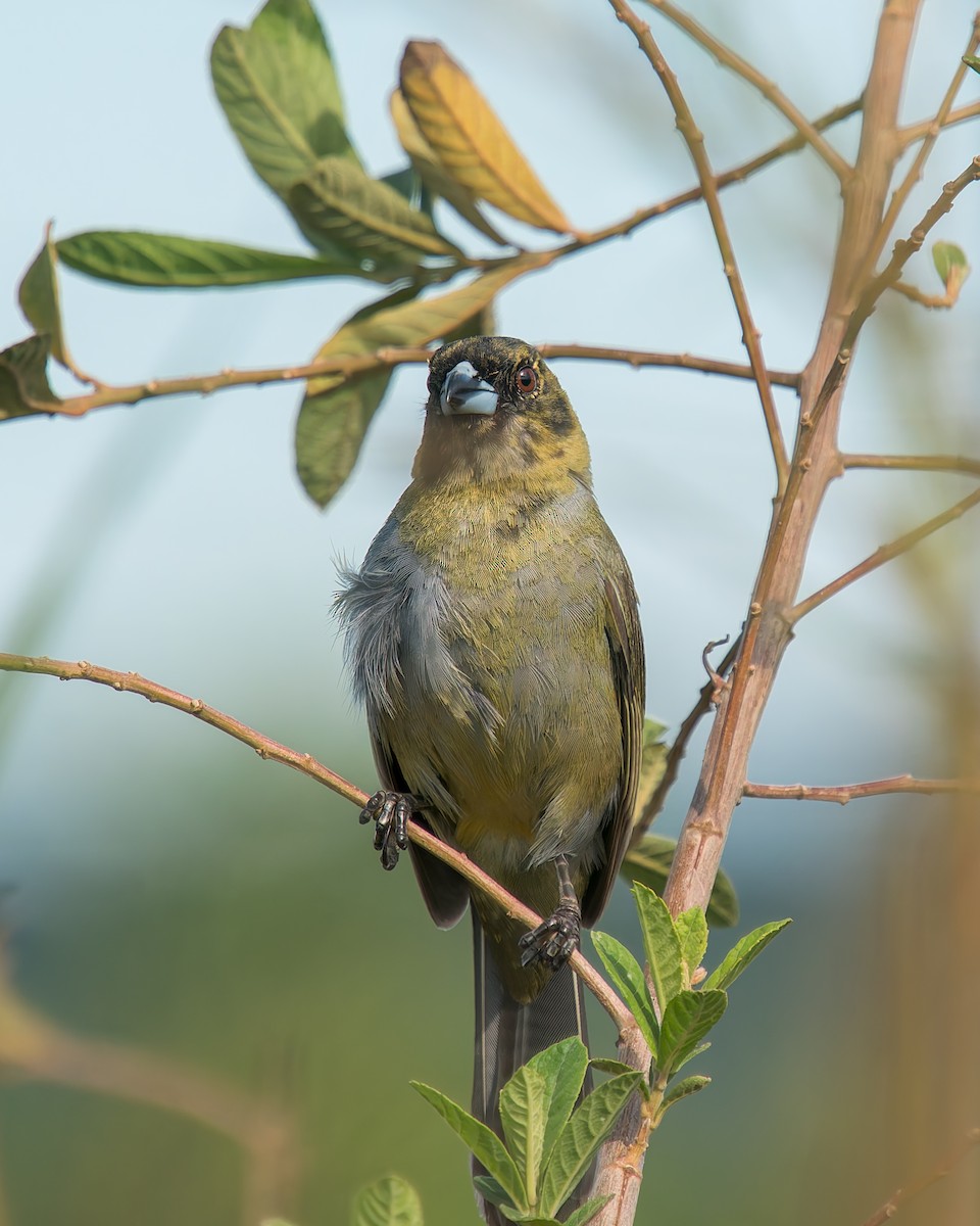 Тангар чорнощокий - ML646805537