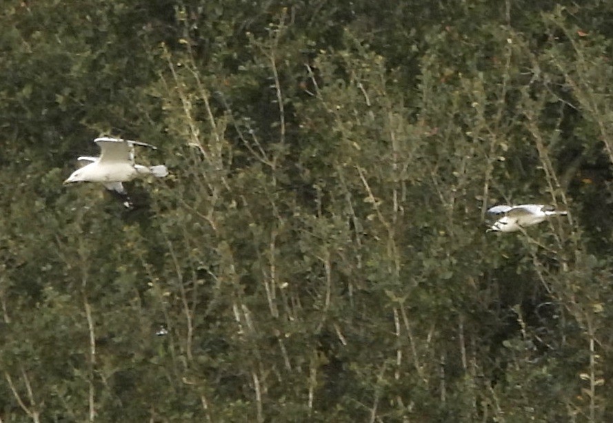 Ring-billed Gull - ML646805539