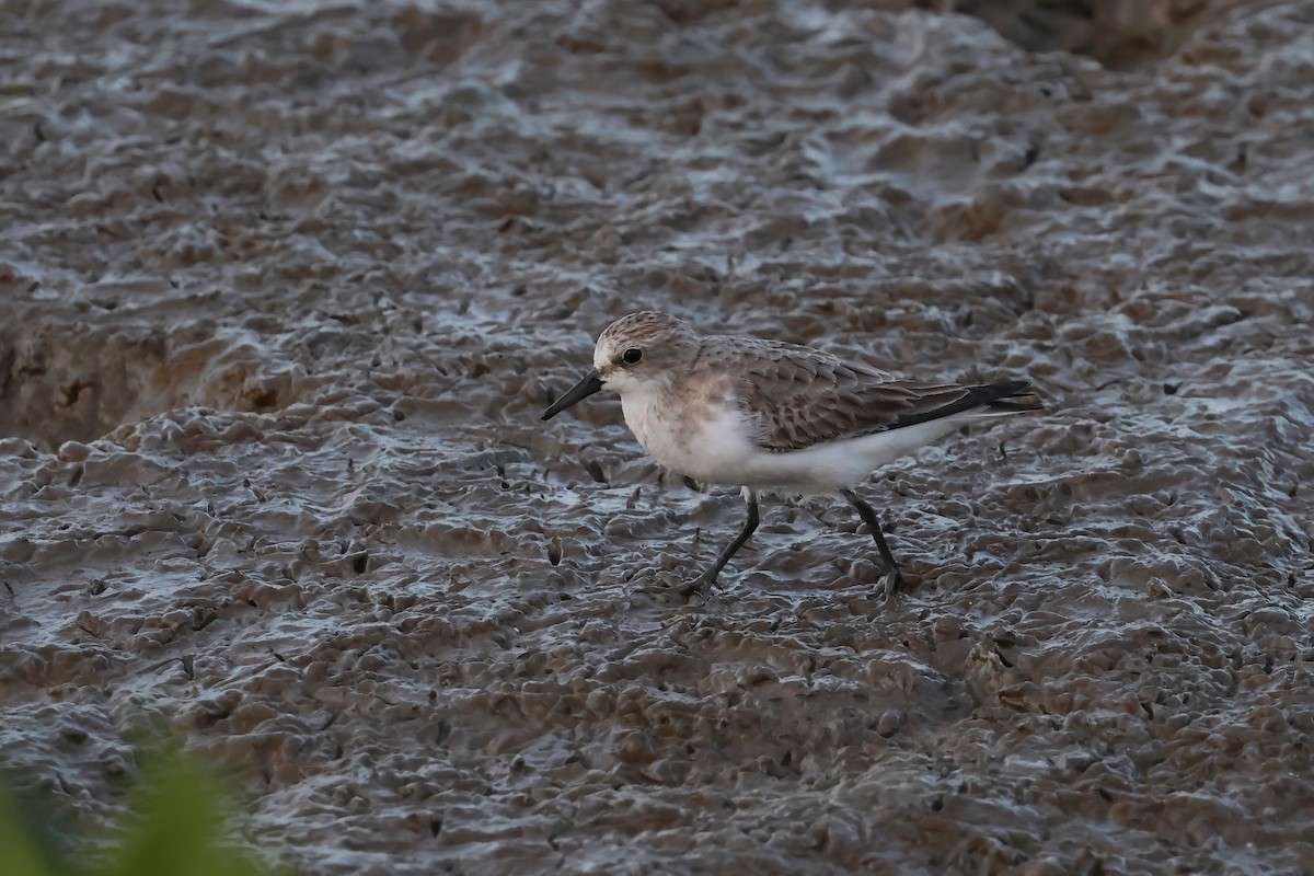 Correlimos Cuellirrojo - ML646805542