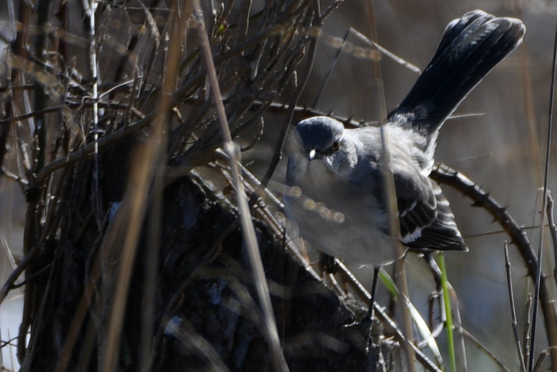 Northern Mockingbird - ML646805545