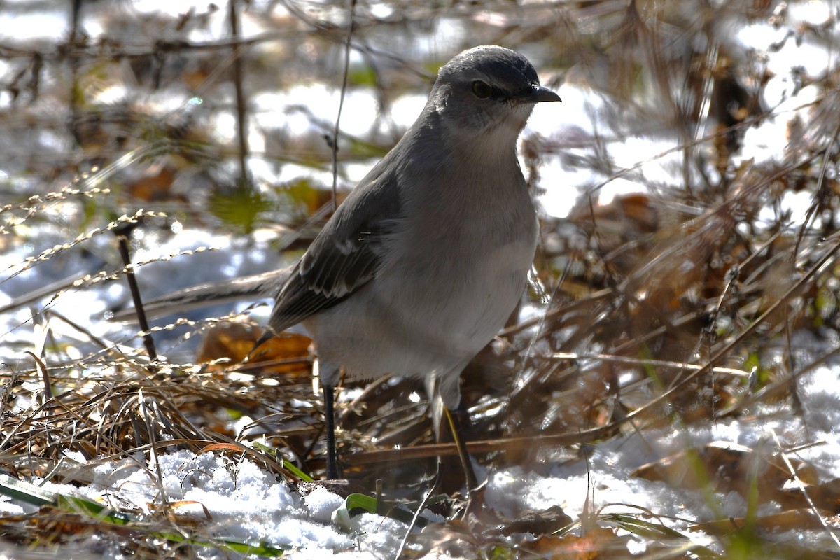 Northern Mockingbird - ML646805546