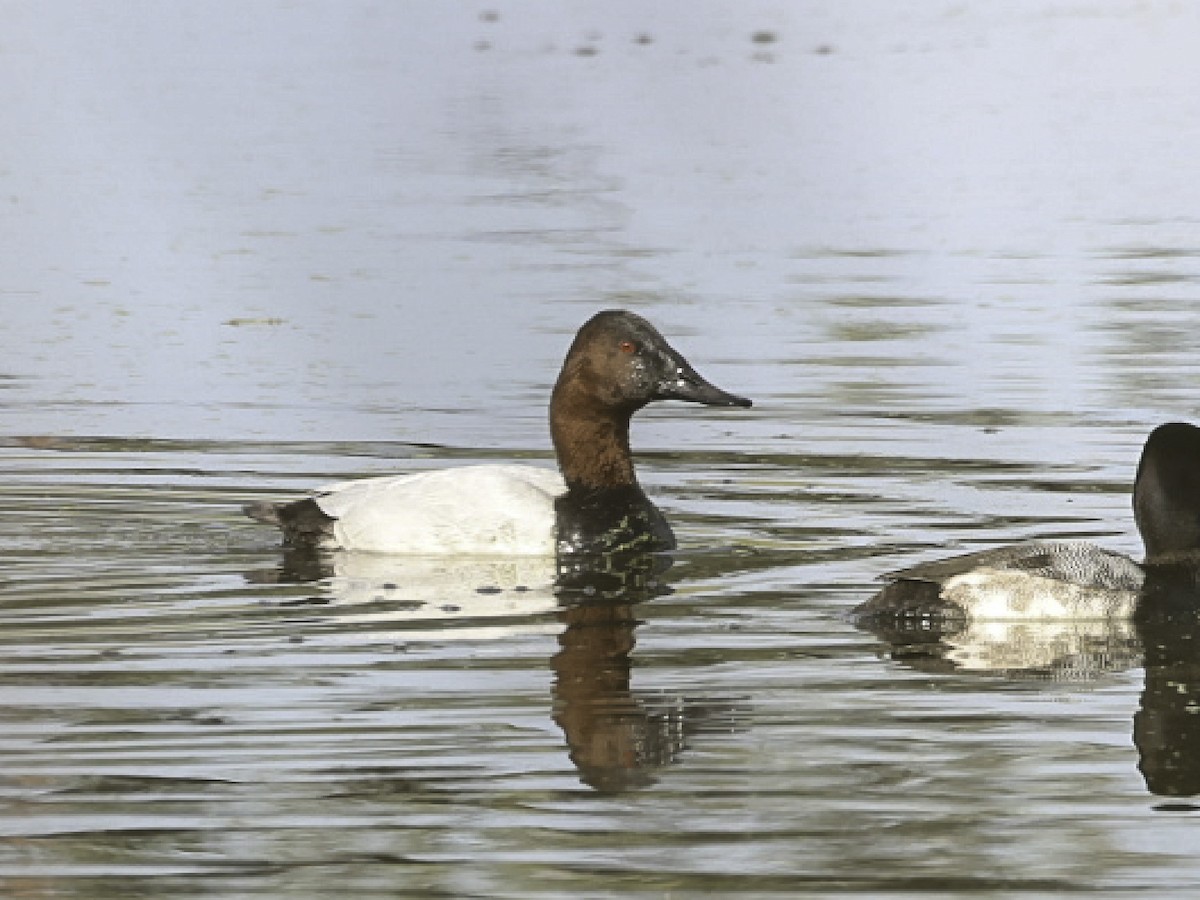 Canvasback - ML646805547