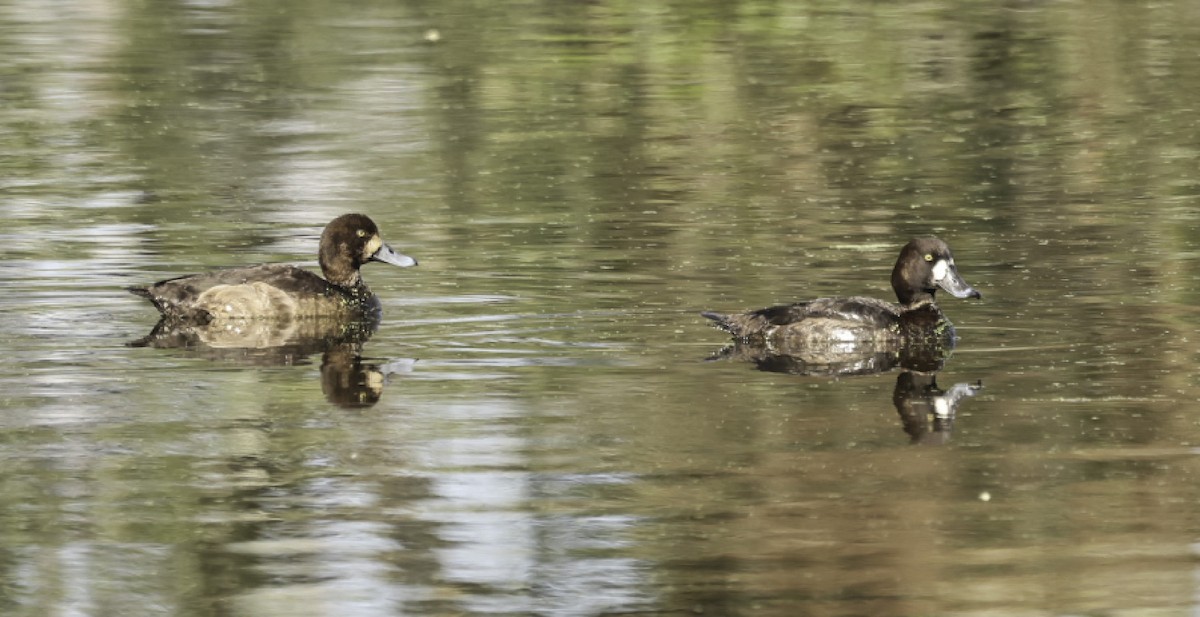 Greater Scaup - ML646805551