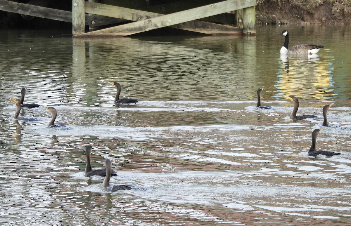 Double-crested Cormorant - ML646805552