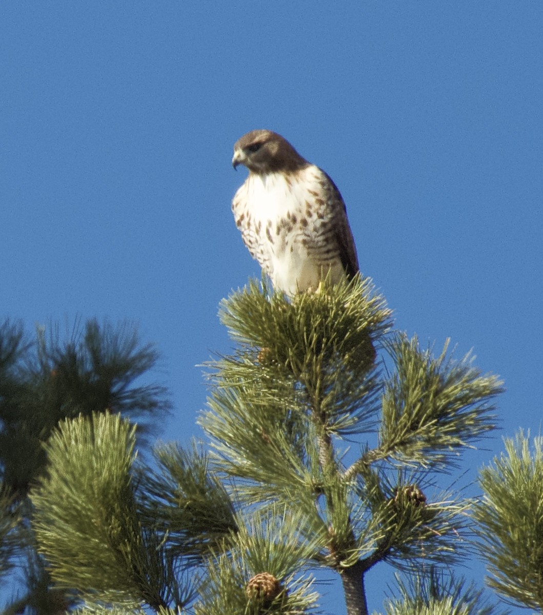 アカオノスリ - ML646805556