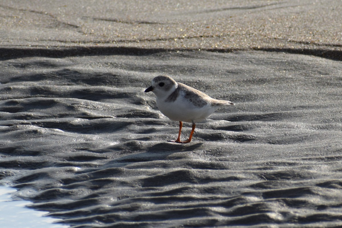 Flötenregenpfeifer - ML646805557