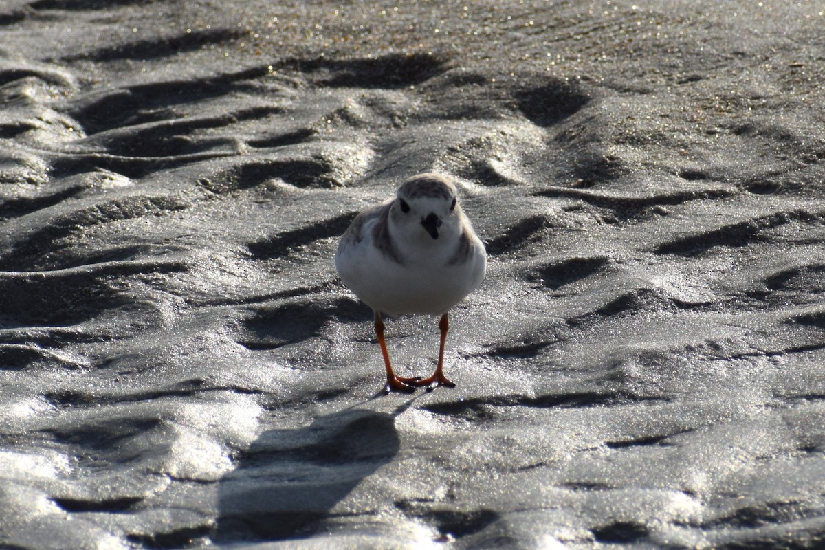 Piping Plover - ML646805558