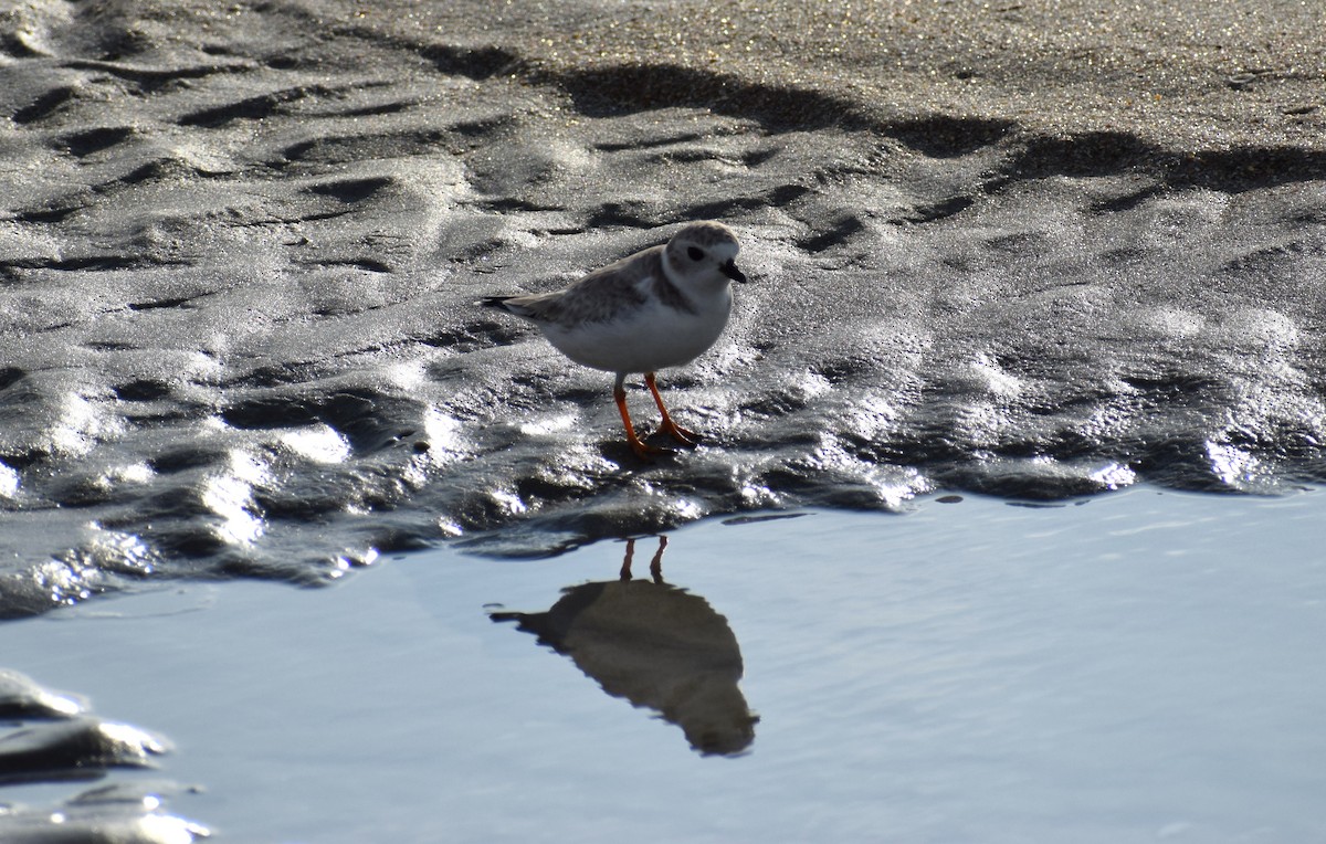 Flötenregenpfeifer - ML646805559