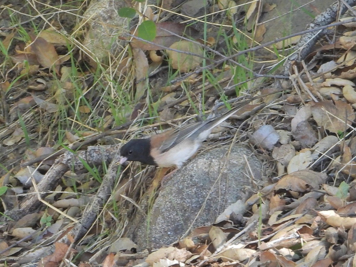 Dark-eyed Junco - ML646805560