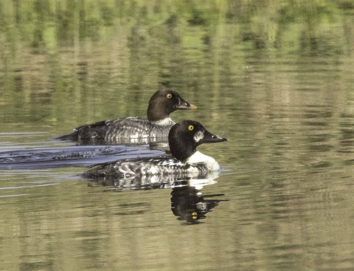 Common Goldeneye - ML646805561