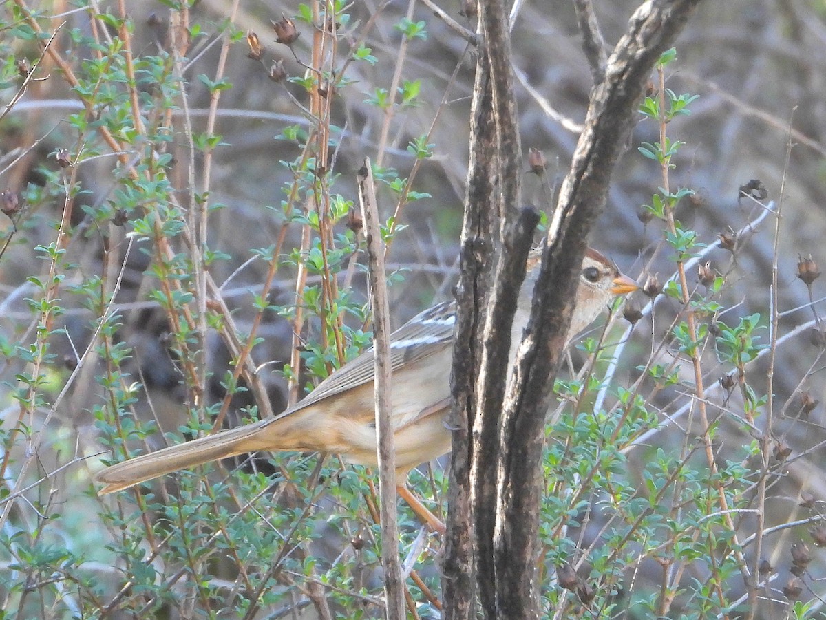 White-crowned Sparrow - ML646805564