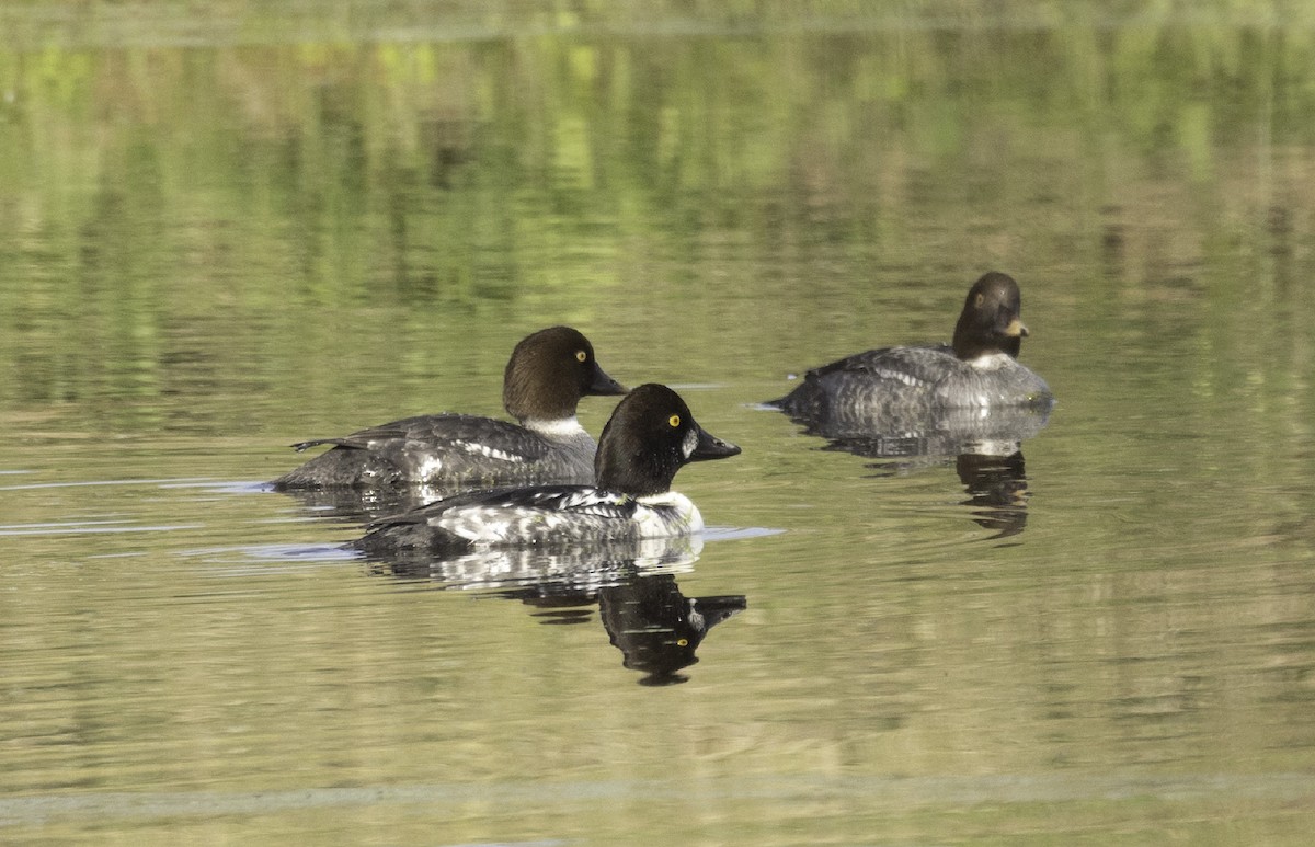 Common Goldeneye - ML646805567
