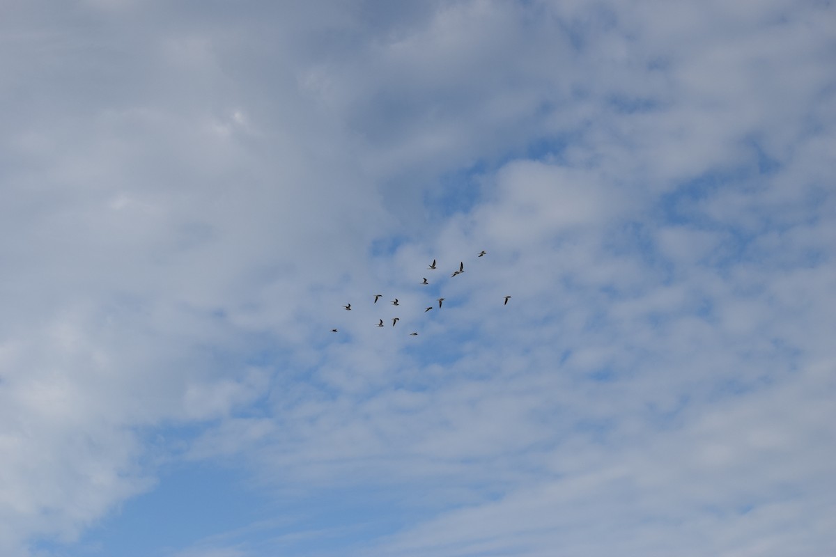 Lesser Yellowlegs - ML646805570