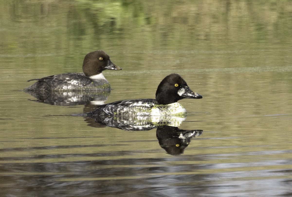 Common Goldeneye - ML646805574