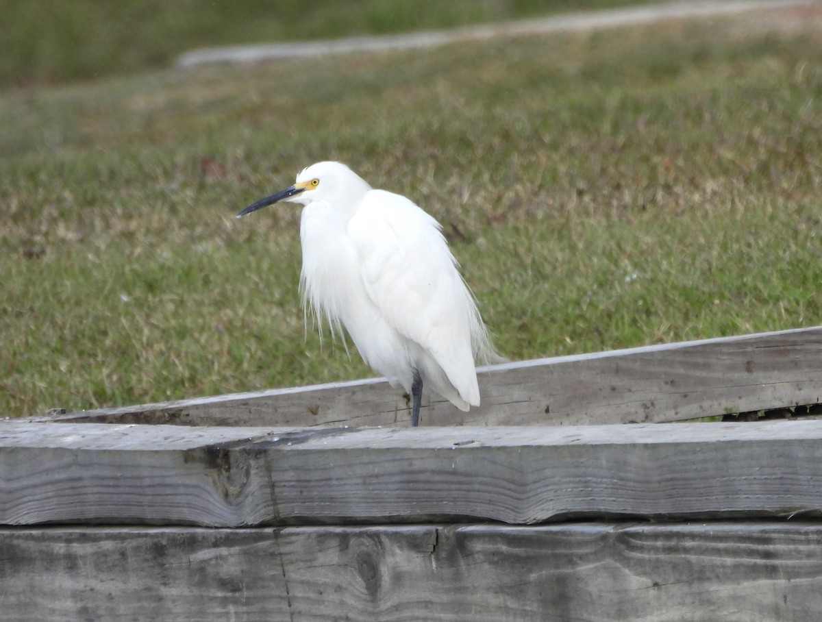 Snowy Egret - ML646805575
