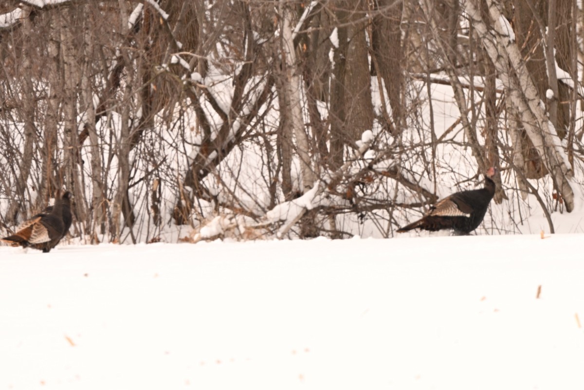 הודן בר - ML646805576