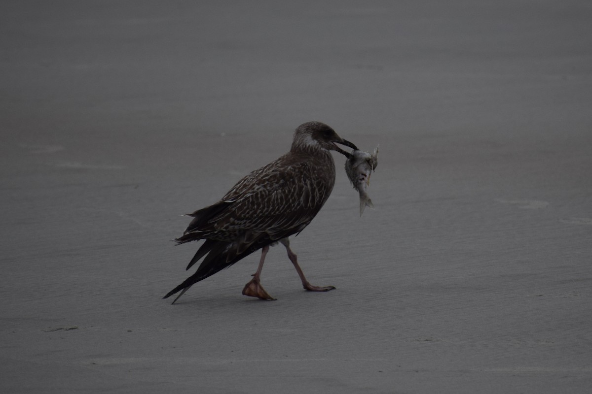 Great Black-backed Gull - ML646805578