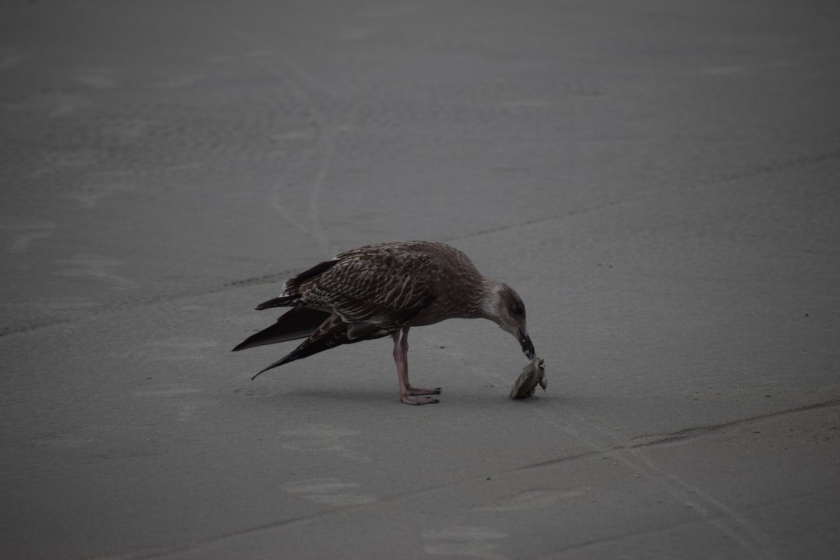 Great Black-backed Gull - ML646805579