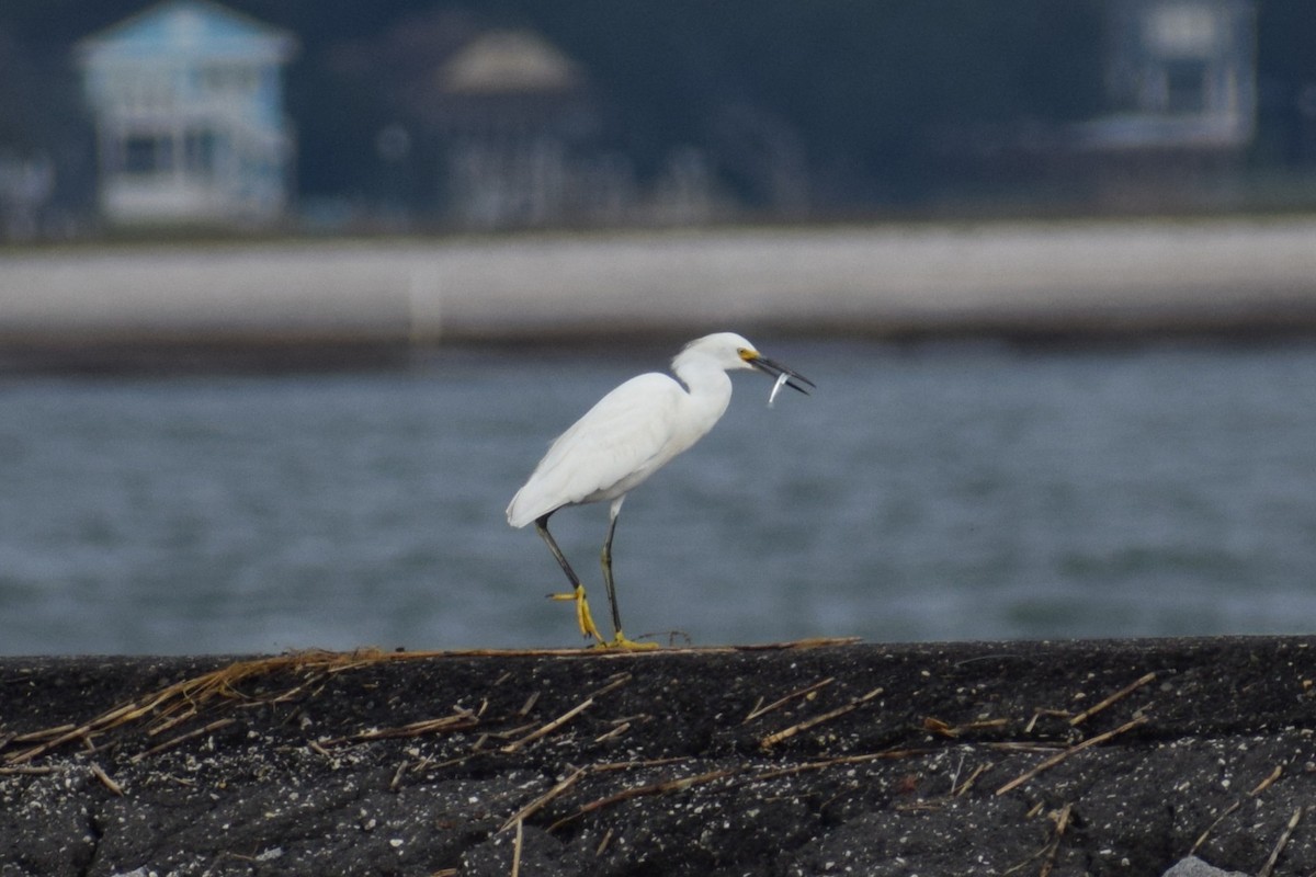 Snowy Egret - ML646805590