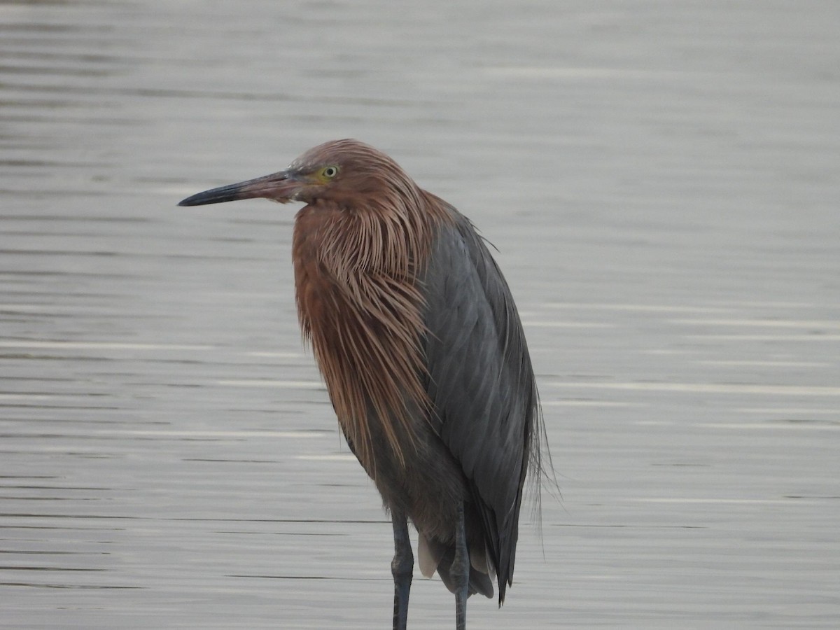 Reddish Egret - ML646805594