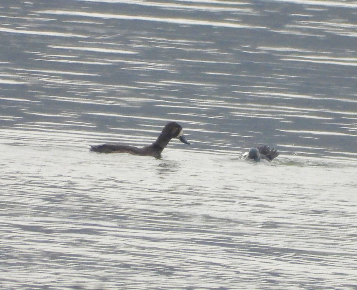 Морская чернеть - ML646805596