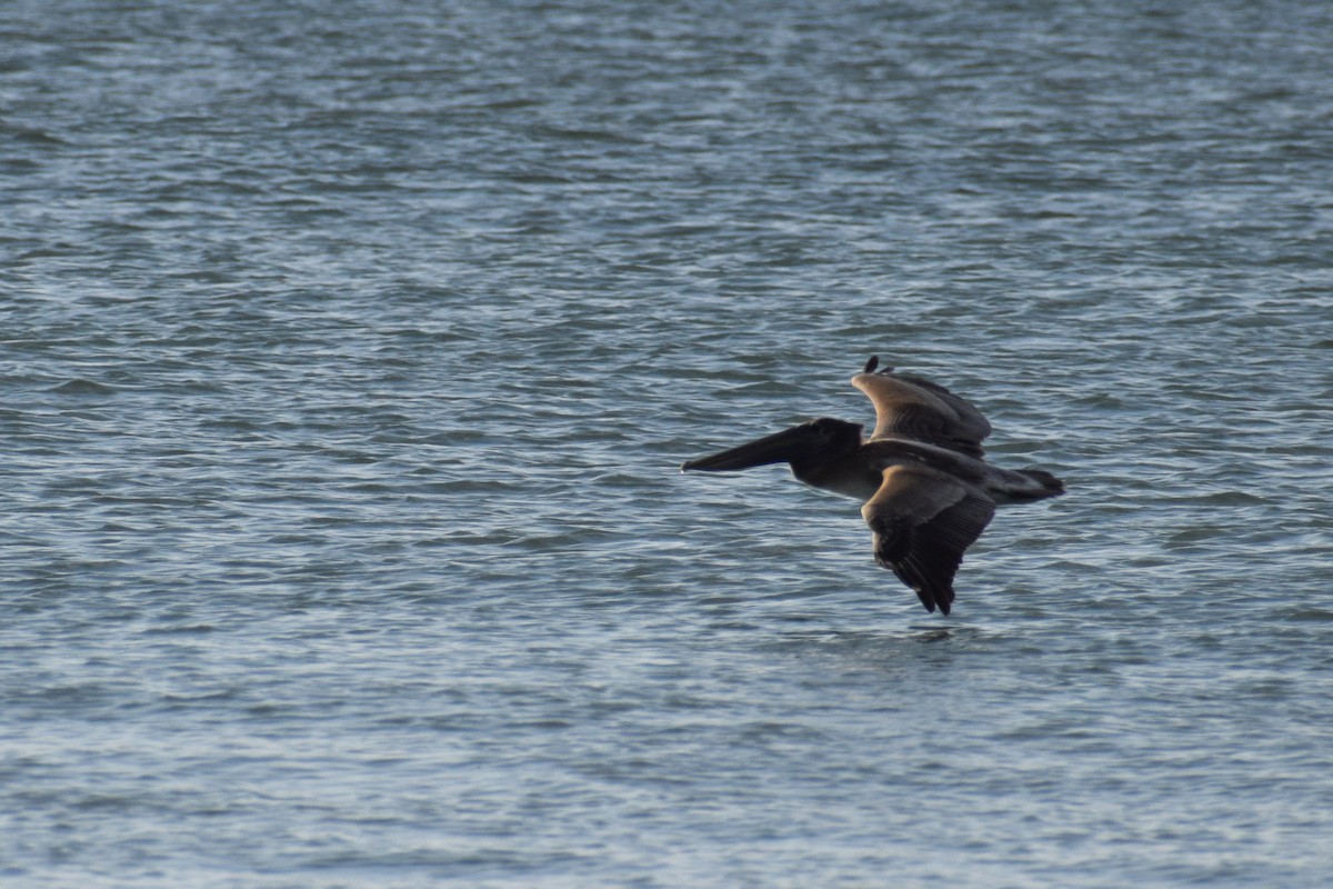 Brown Pelican - ML646805597