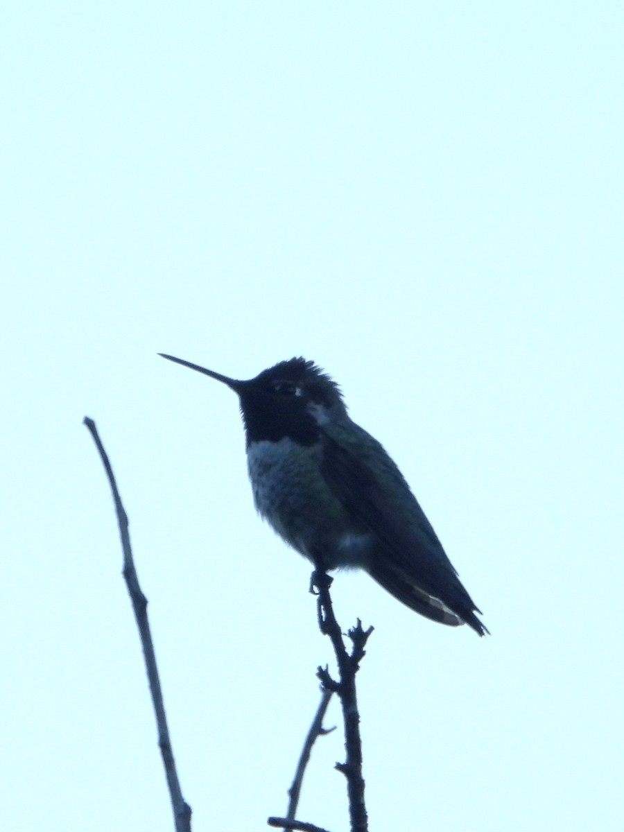 Anna's Hummingbird - ML646805598