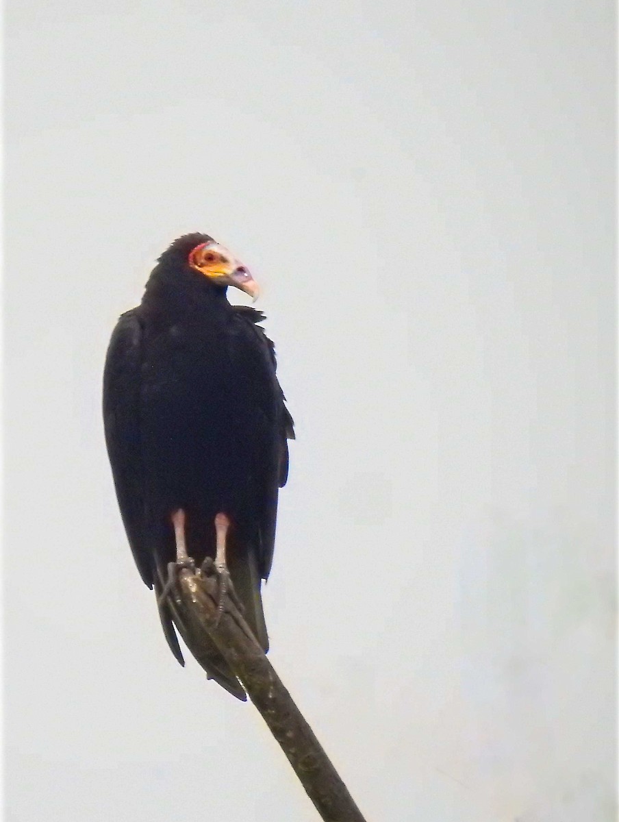 Lesser Yellow-headed Vulture - ML646805606
