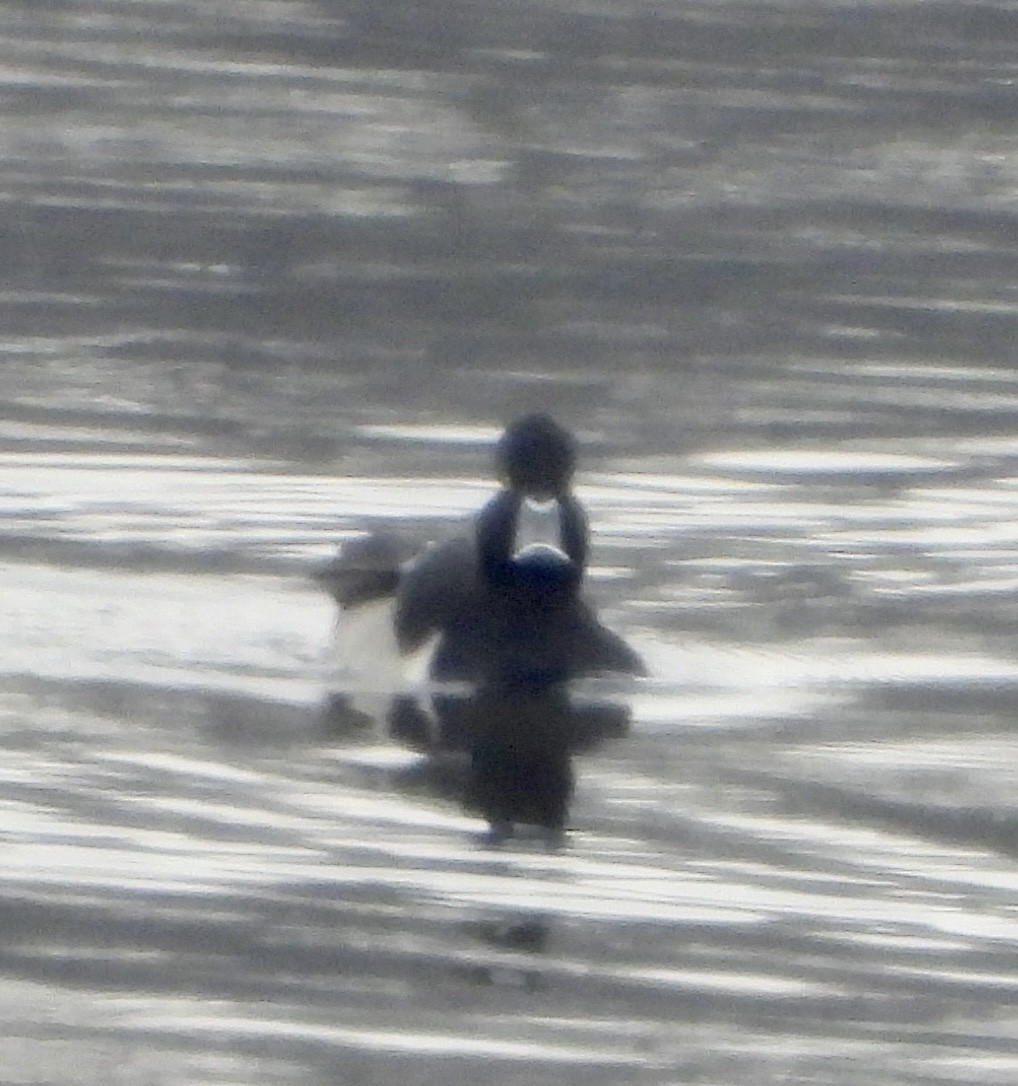 Murgilari lepokoduna - ML646805609