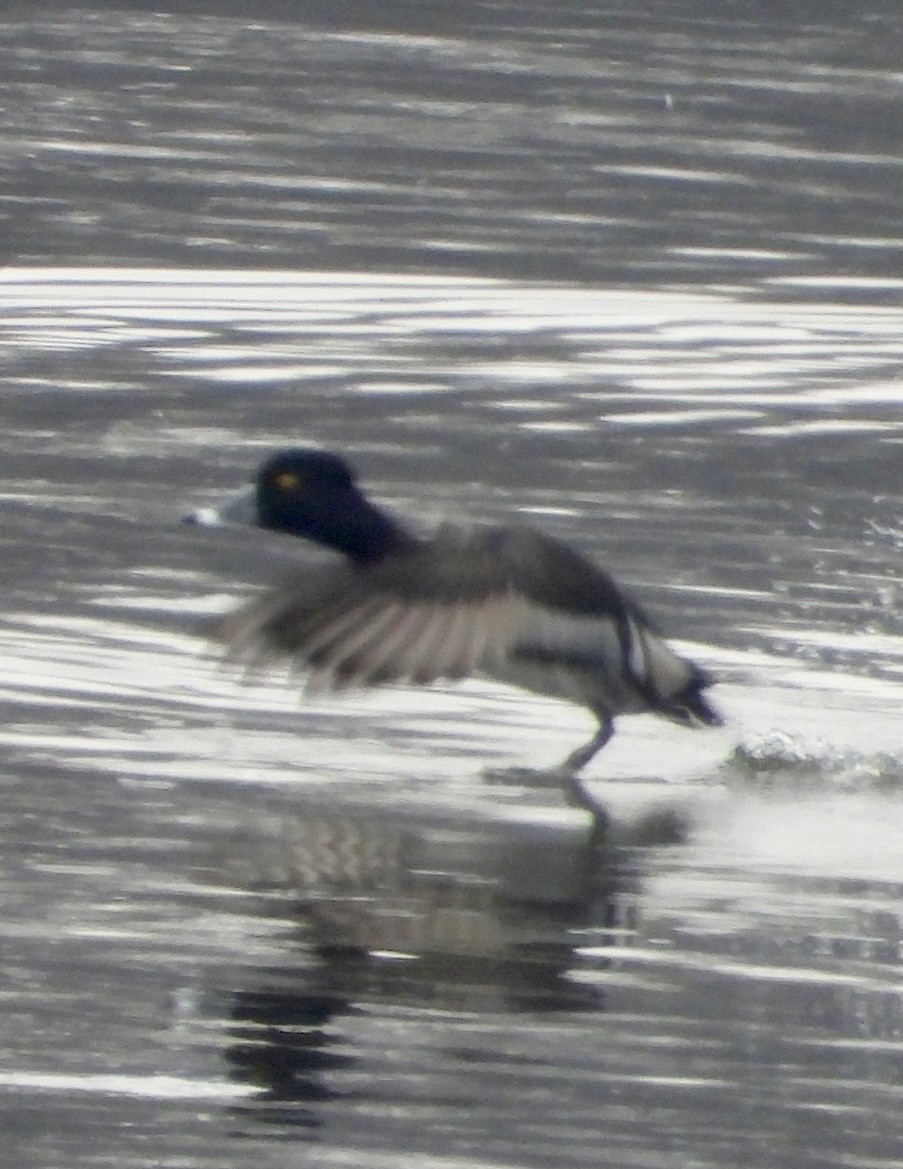 Murgilari lepokoduna - ML646805610