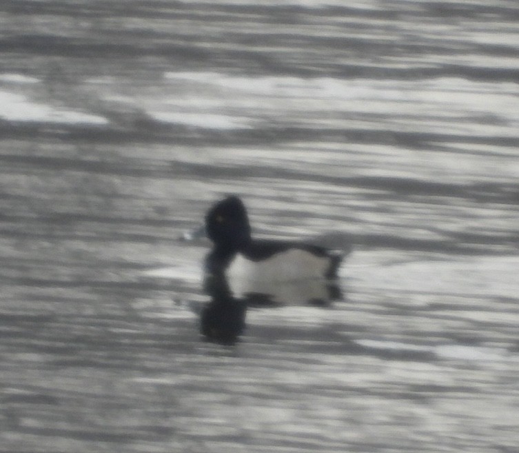 Murgilari lepokoduna - ML646805611