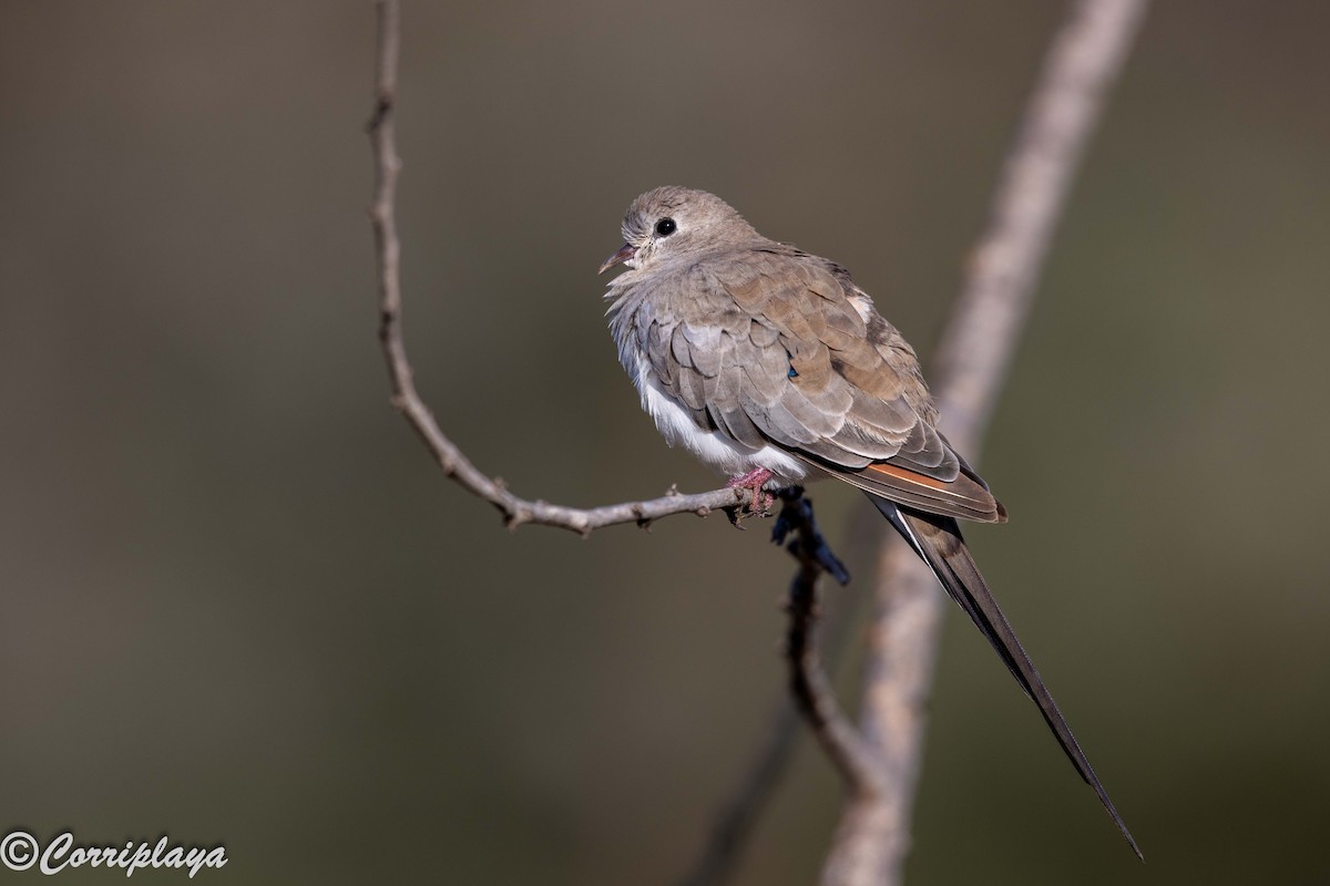 hrdlička kapská - ML646805626