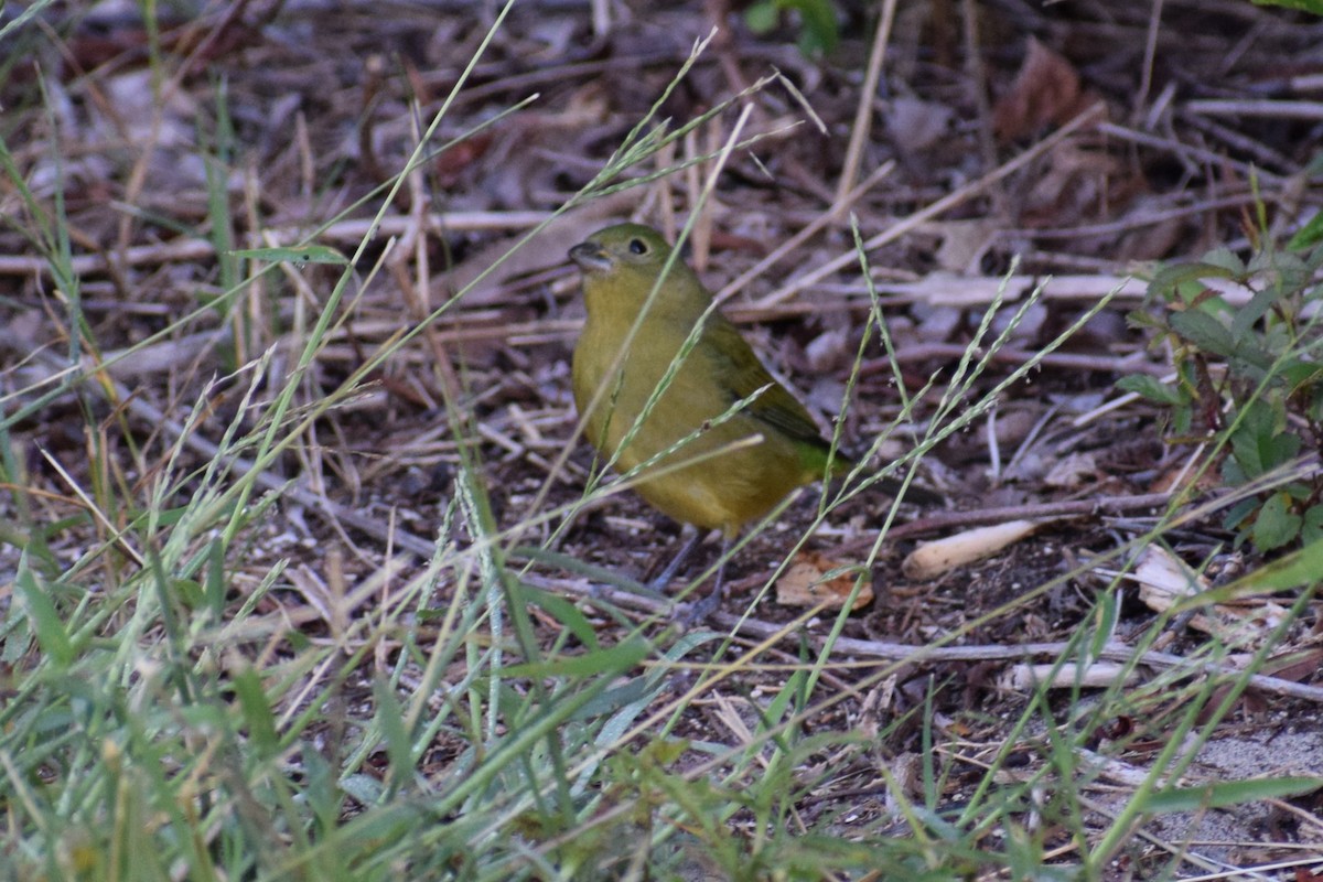 Painted Bunting - ML646805628