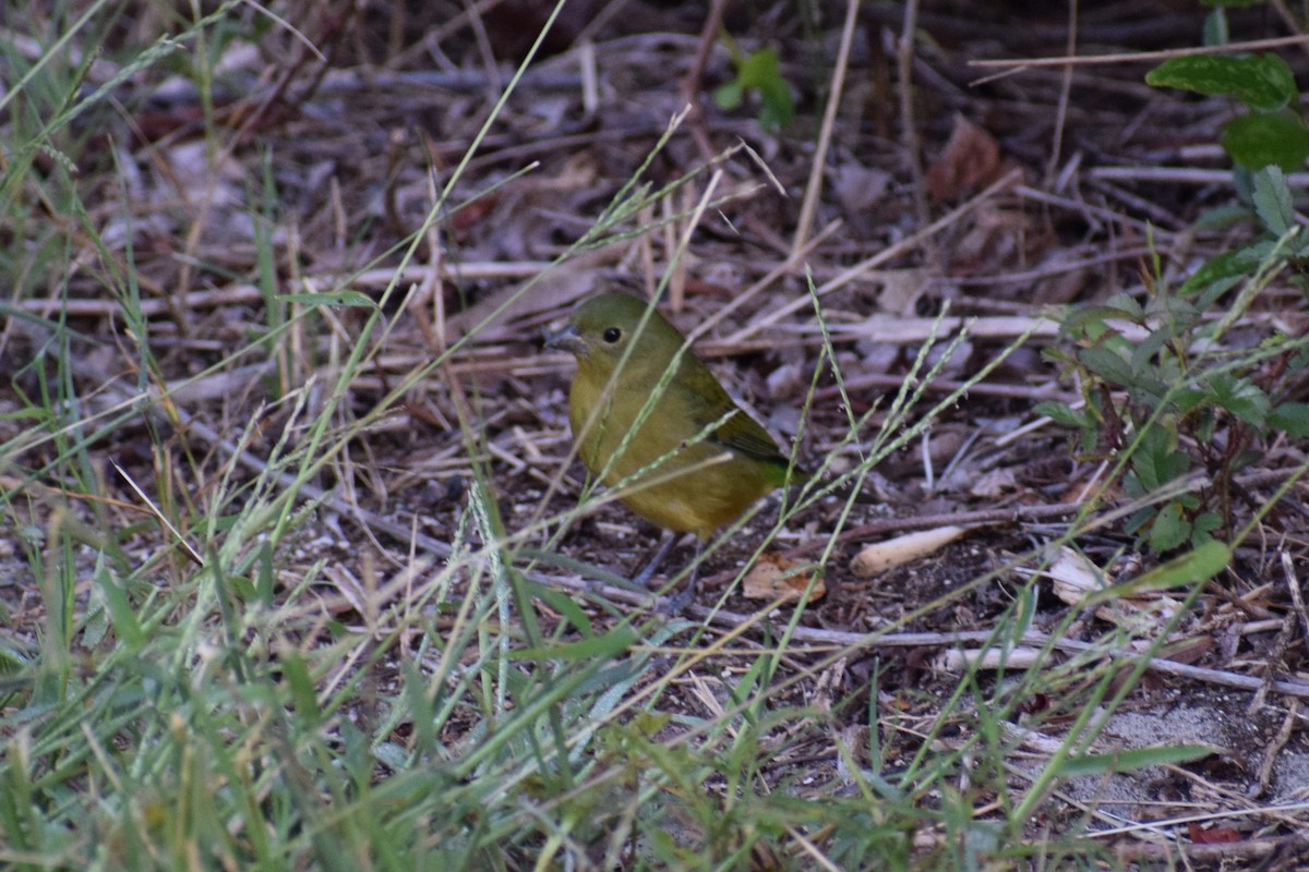 Painted Bunting - ML646805629