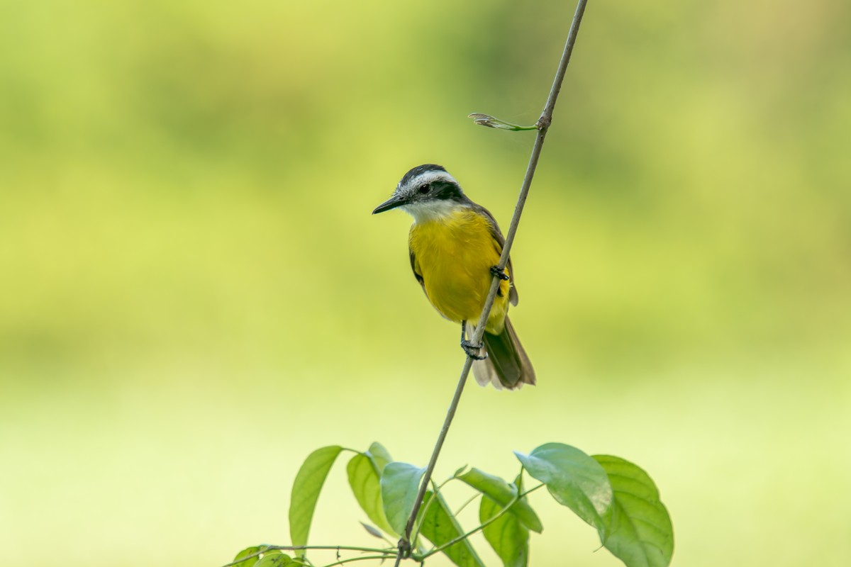 Lesser Kiskadee - ML646805630