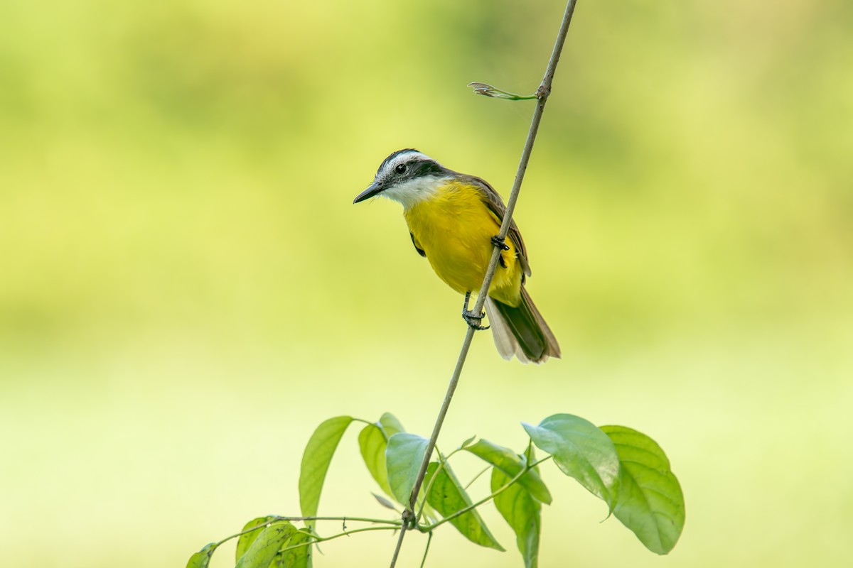 Lesser Kiskadee - ML646805631