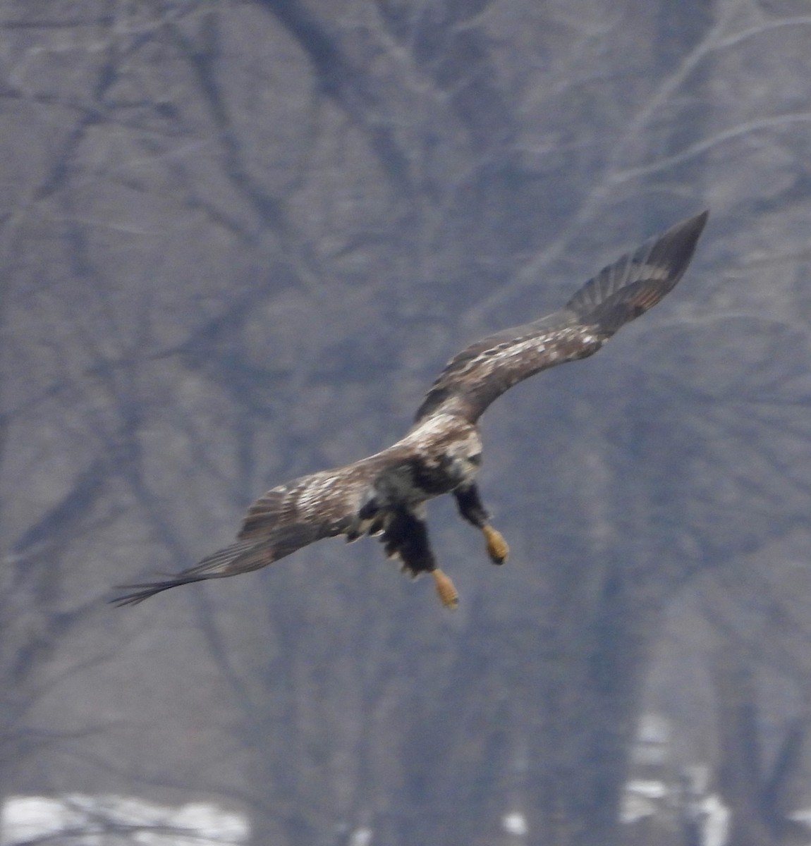 Itsas arrano buruzuria - ML646805633