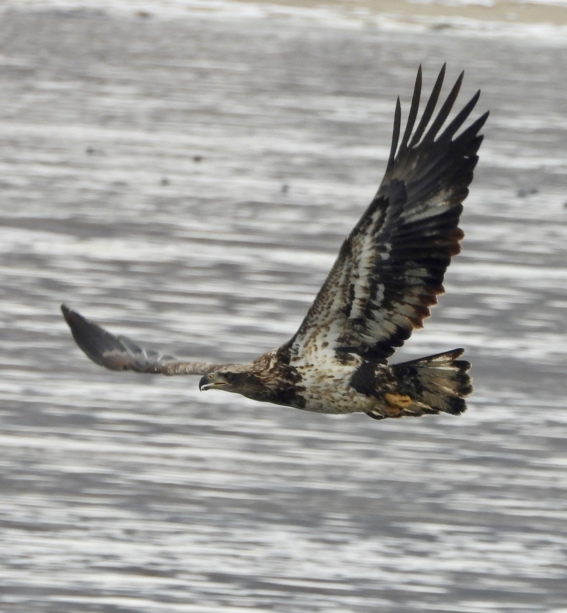 Itsas arrano buruzuria - ML646805634