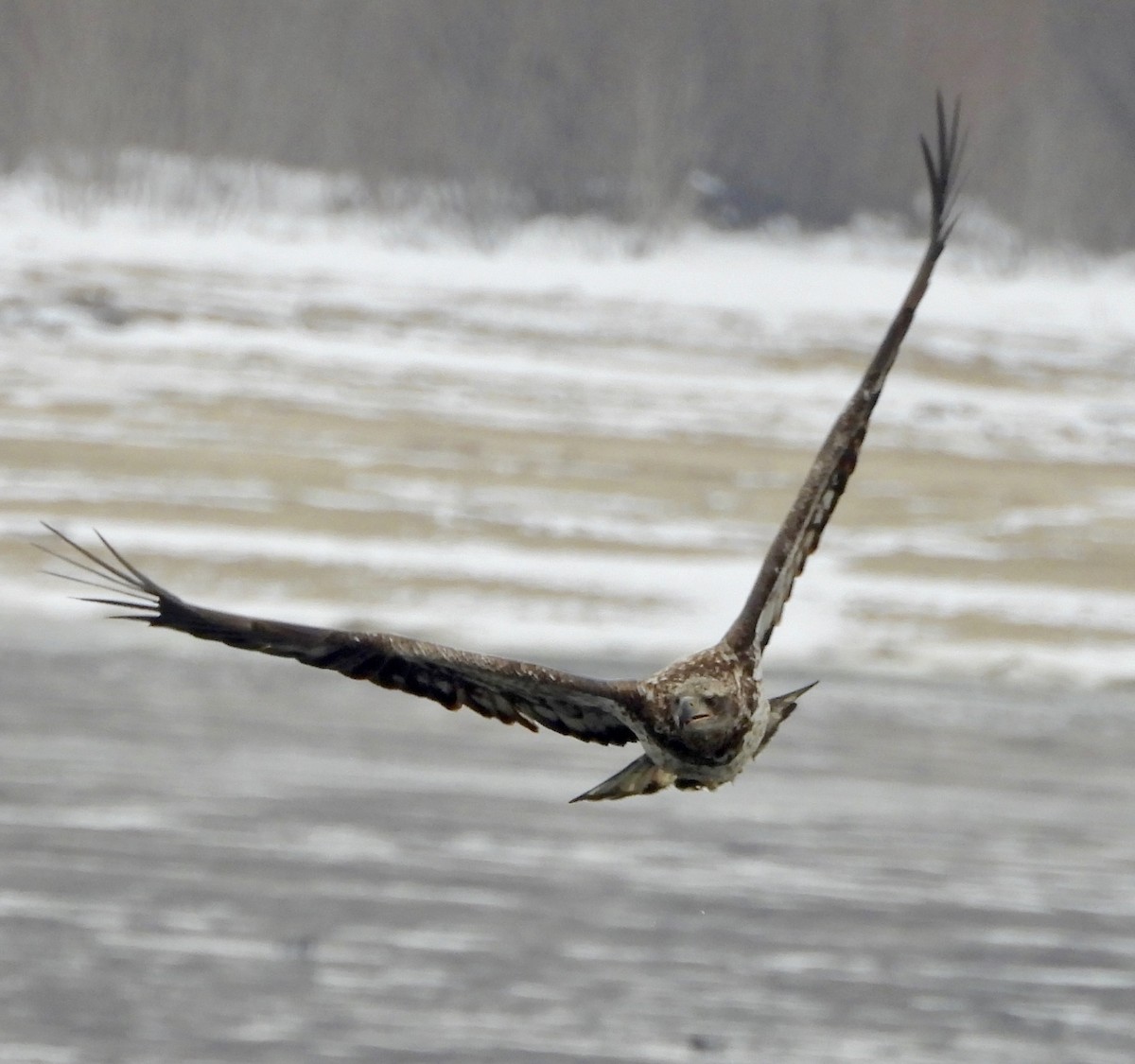 Itsas arrano buruzuria - ML646805635